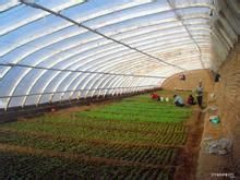 如何培育银杏砧木