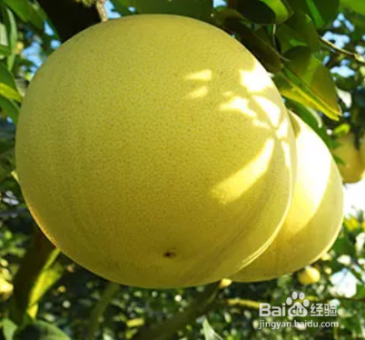 如何去除碗台霉斑