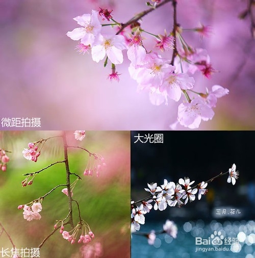 花卉摄影技巧-拍摄樱花的基础技巧