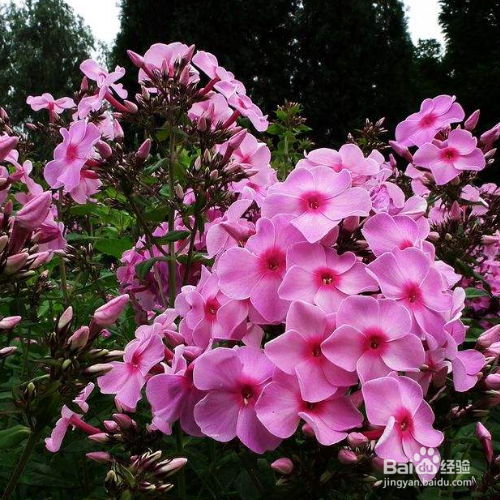 新买的福禄考怎么培育