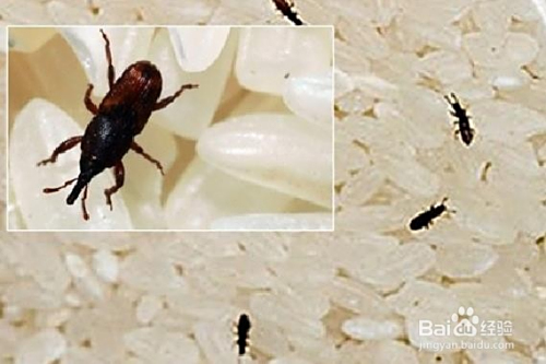 如何去除大米里的黑虫 "牛子"