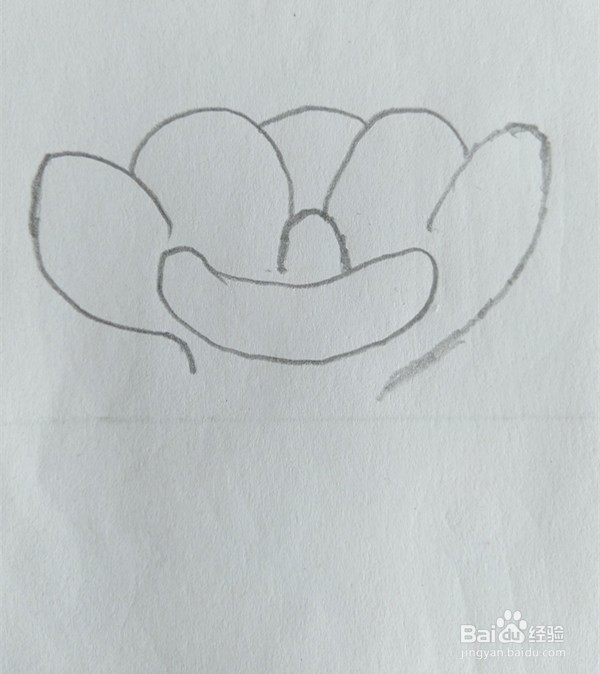 儿童简笔画白菜画法六