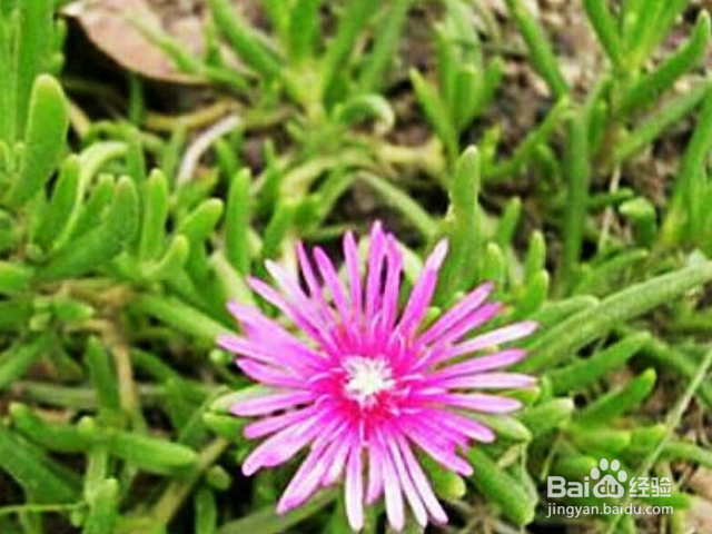 松叶菊如何养殖？