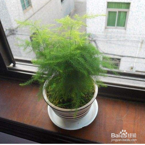 怎么养殖文竹?
