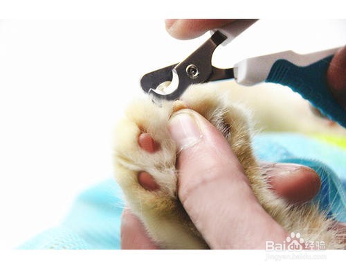 猫的趾甲怎么剪剪多长