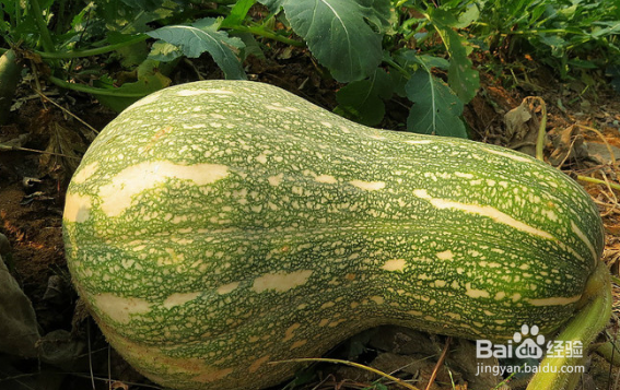 吃桃子吃到虫子怎么办