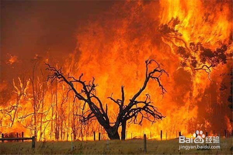 遇森林火灾如何逃生