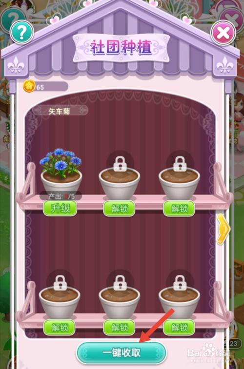 鲜花小镇怎么在社团种植矢车菊