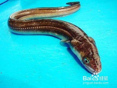 如何防治鳗鱼败血症