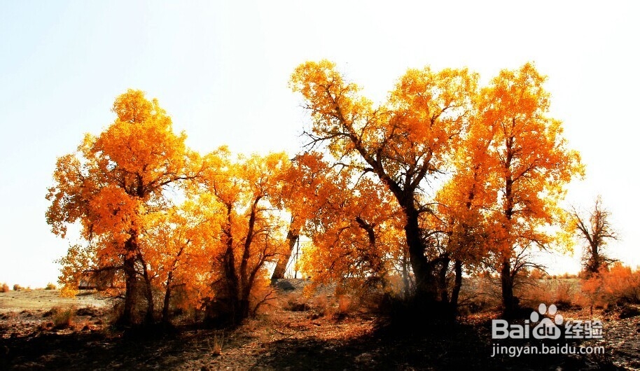 胡杨林旅游攻略：秋光如画 邂逅敦煌胡杨林