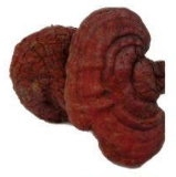 灵芝十大好处与OG咖啡十大益处