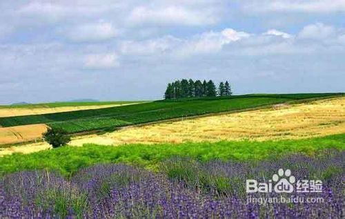 上海到普罗旺斯旅游攻略