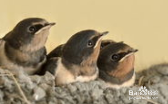 春天来了,大地发生了怎样的变化呢?