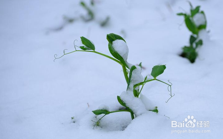 雪地摄影技巧