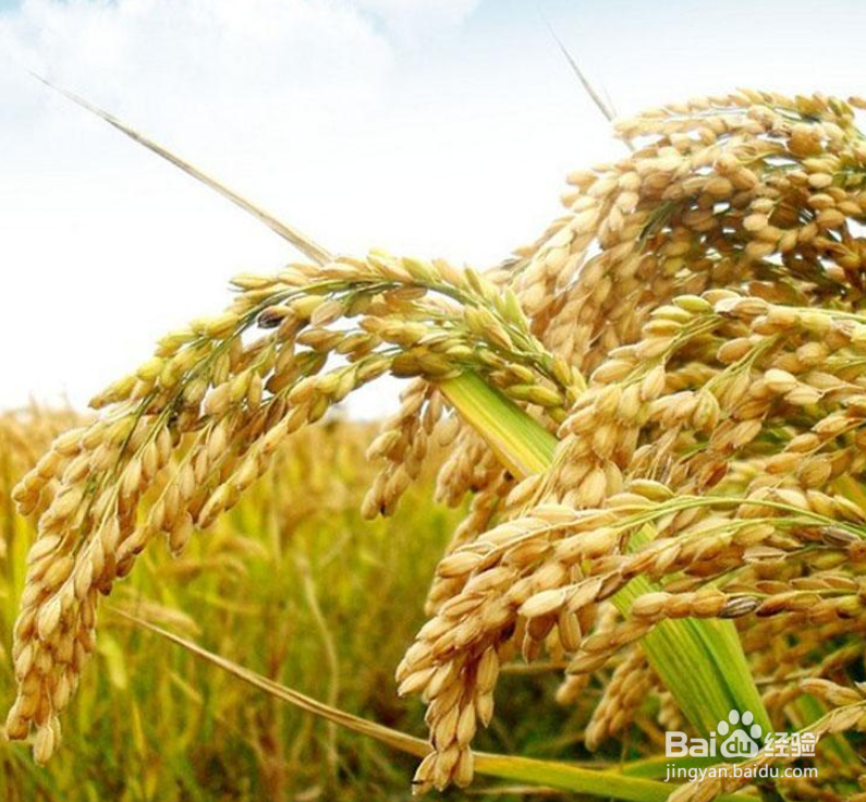水稻立枯病的症状原因及防治方法