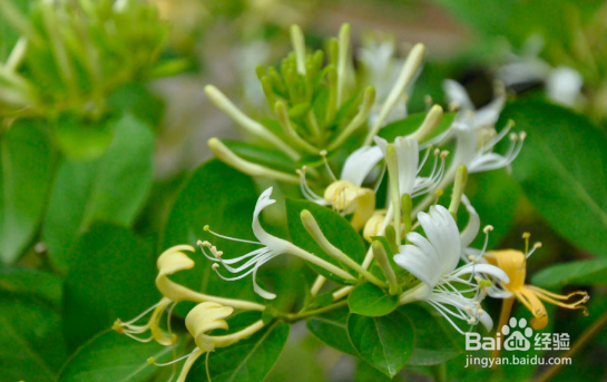 喝金银花水禁忌