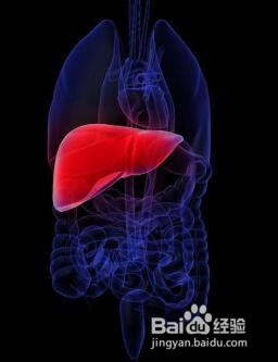 肝脏积毒的表现