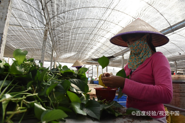 绿萝长虫子怎么办
