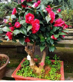 茶花树的养殖方法