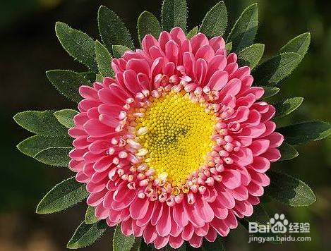 翠菊怎么养护？