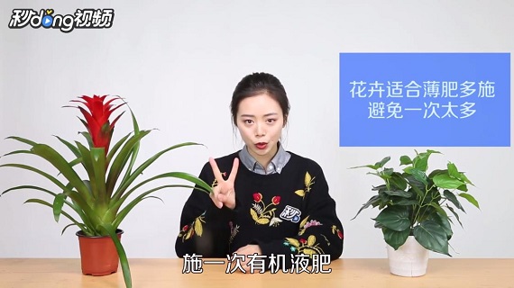 如何养殖鸿运当头花