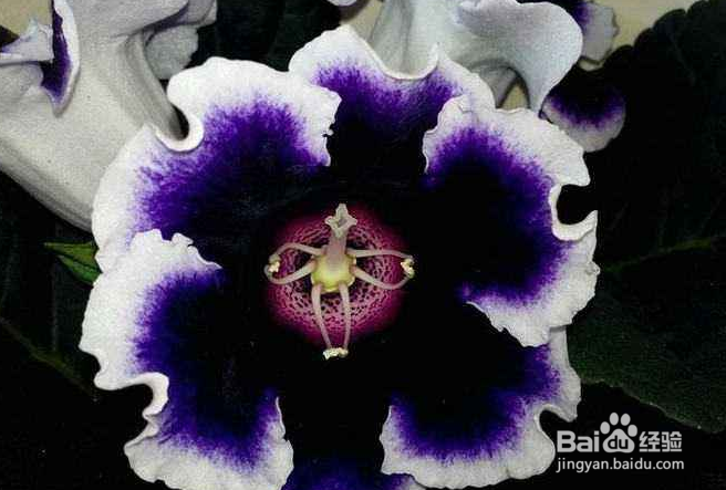 大岩桐要怎样培养？