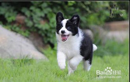 手被小狗抓破了怎么办