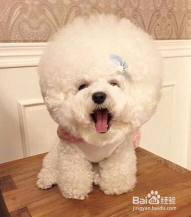 听说汪星人将统治娱乐界，新晋网红“毛球”！