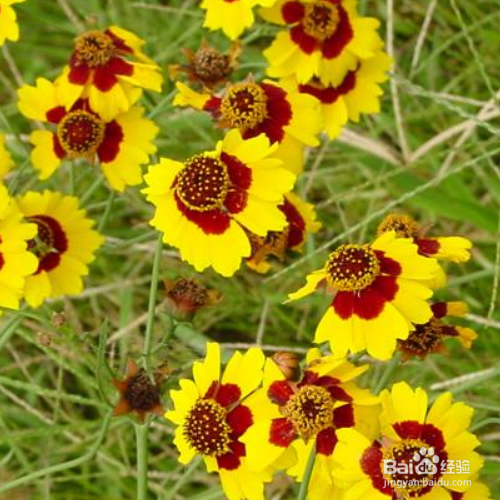 蛇目菊繁殖的方法有哪些？