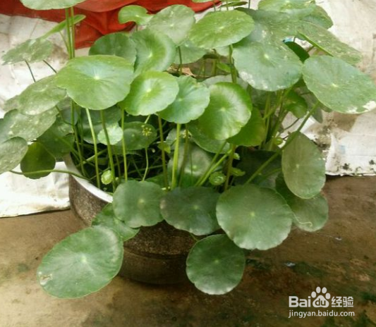 可以多浇水的几种花草,怎么浇都不会浇死