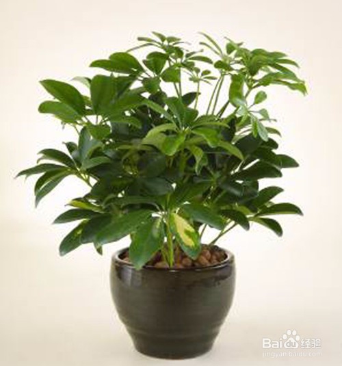 小叶发财树的养护与繁殖