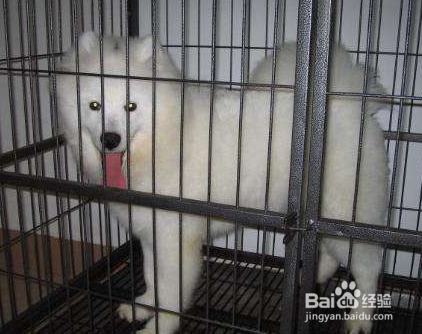 如何让萨摩进笼睡觉