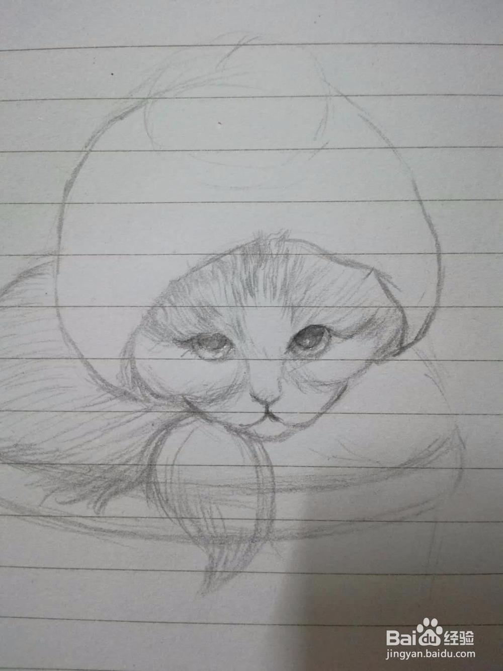 《猫咪盆载》手绘插画教程