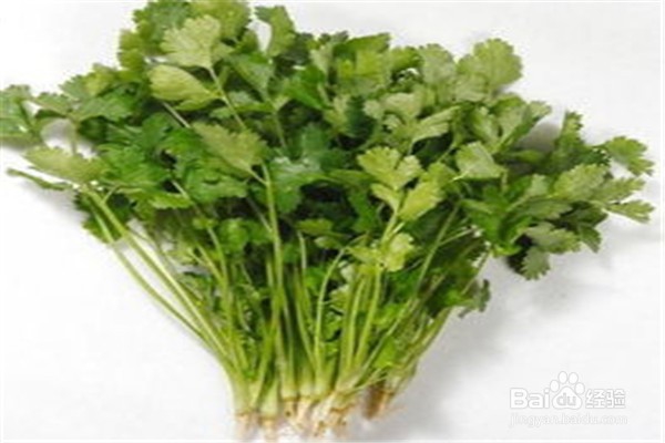 如何种植香菜