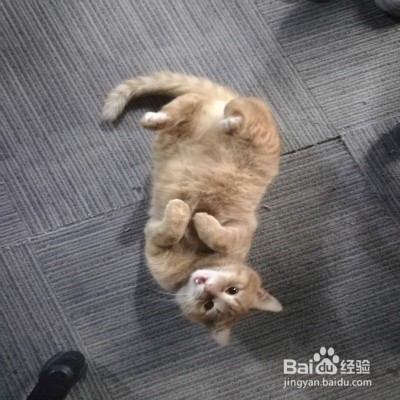 猫咪喜欢挡路怎么办