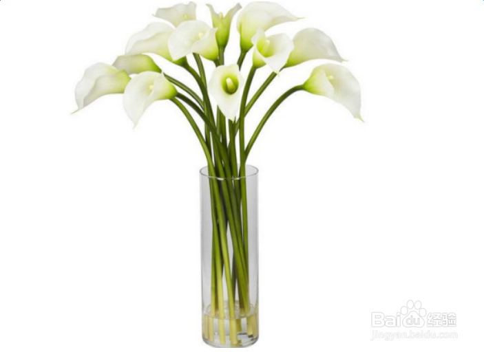 不宜养在办公室的绿植有那些？