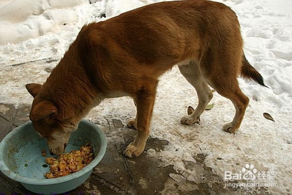 选择狗粮的六件事