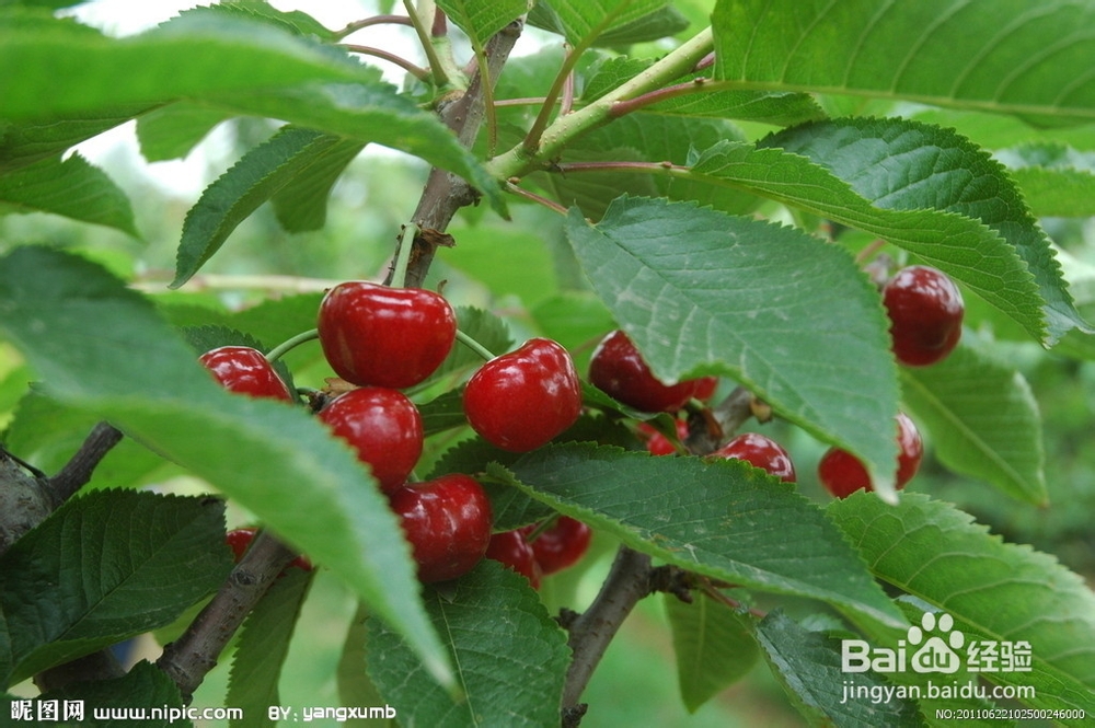 樱桃的食疗六大功能