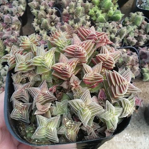 茜之塔烂根怎么办