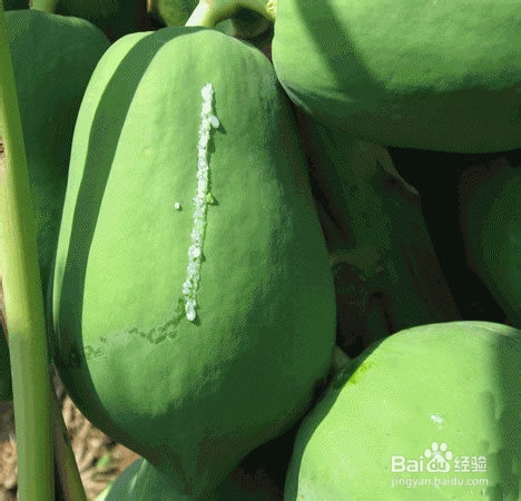 DIY青木瓜面膜去黑头收毛孔