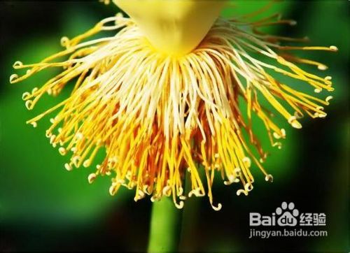 7种补肾食物让你“肾”气凌人