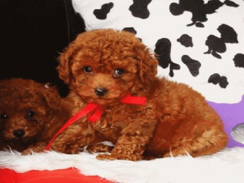 新手喂养泰迪应该注意哪些