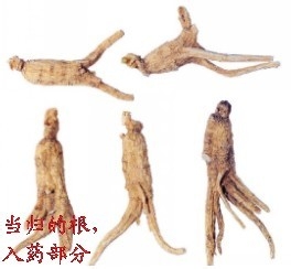 山茱萸的药用价值有哪些