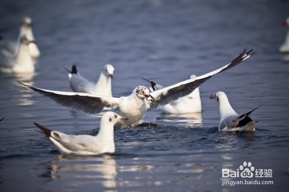 大理古城休闲漫步体验