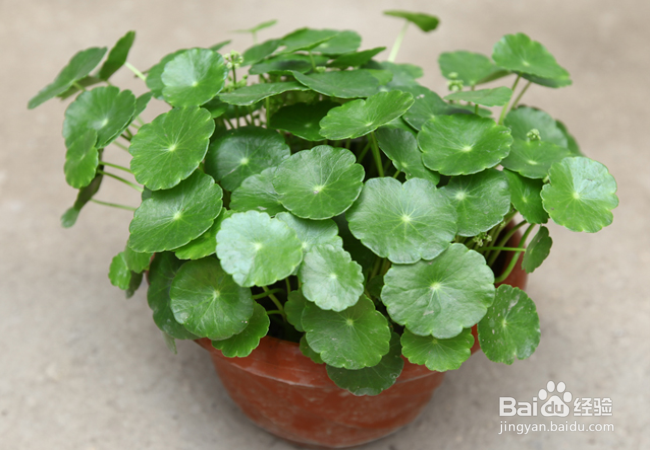 水生植物哪些好养活