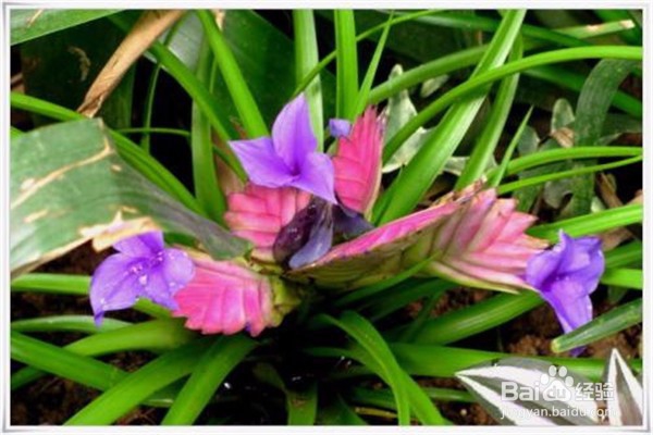 铁兰的养殖方法和注意事项