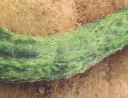 植物上常见病毒病及其防治办法