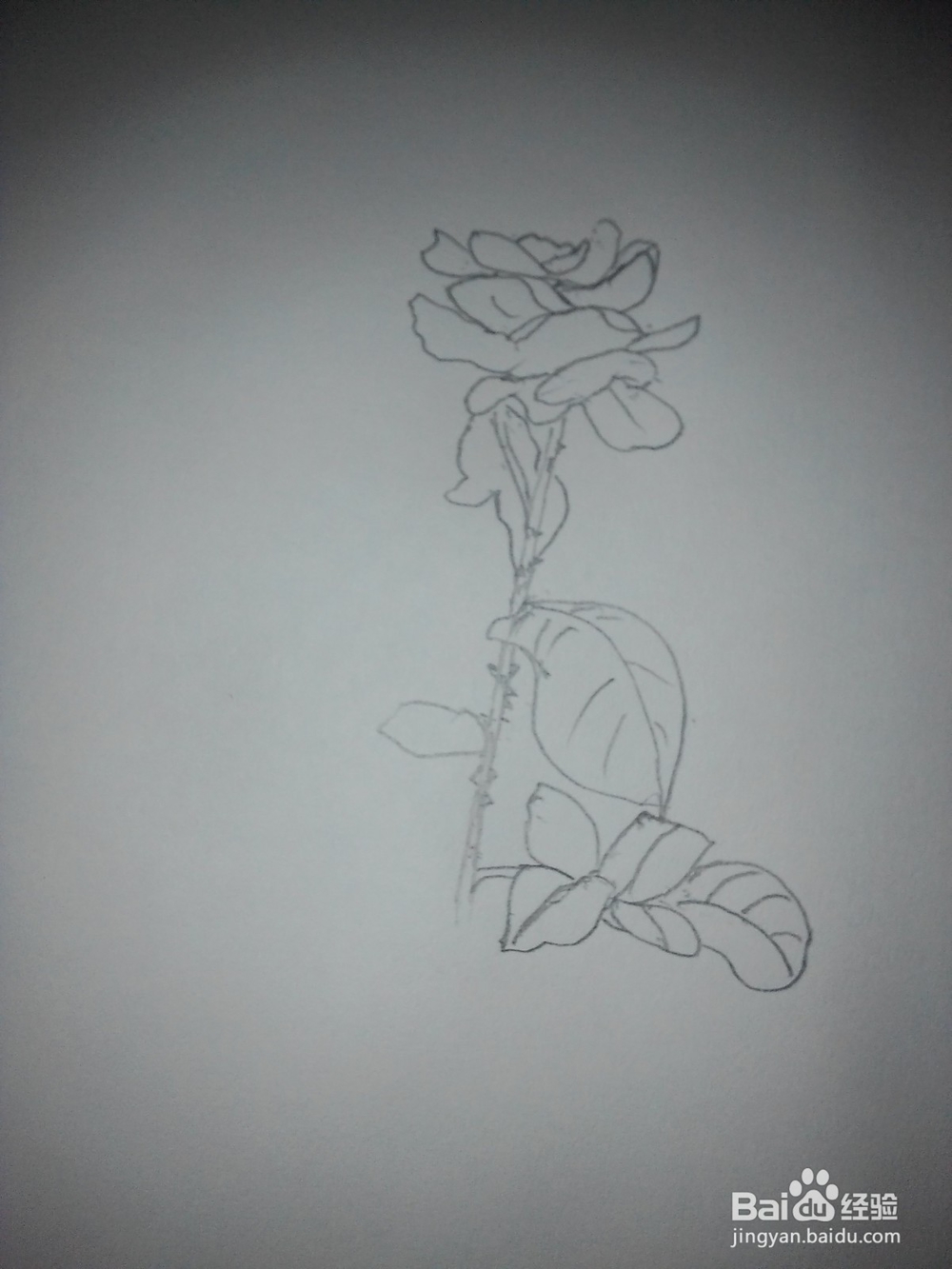 工笔玫瑰花的画法