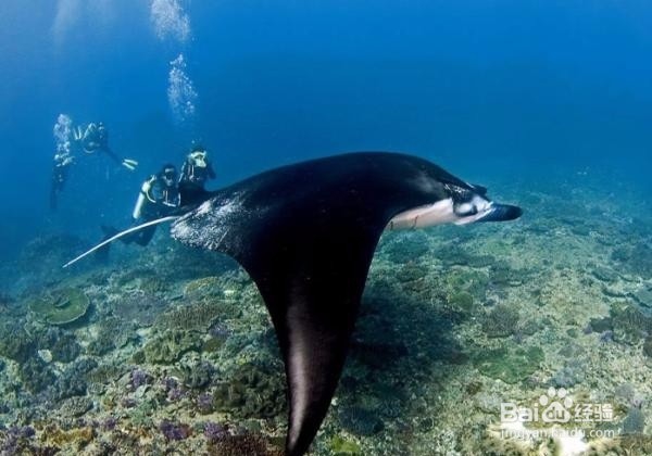 蓝梦岛酒店攻略