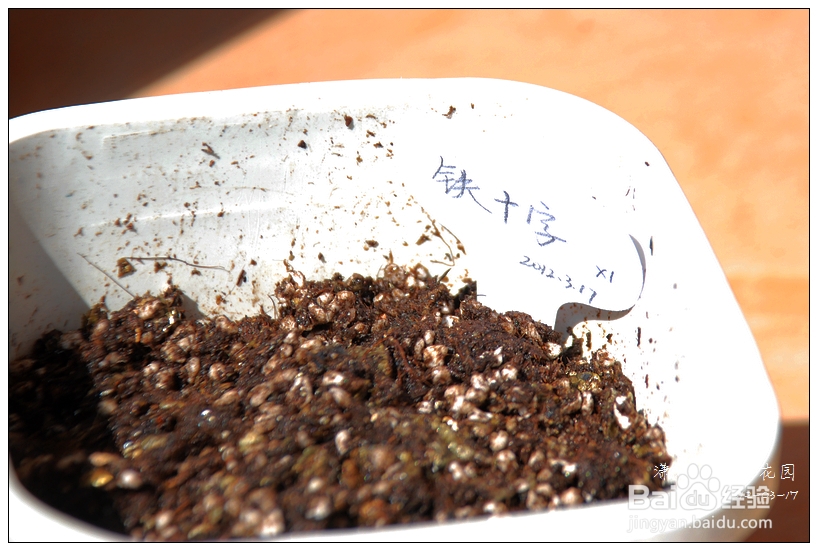 酢浆草怎么种植